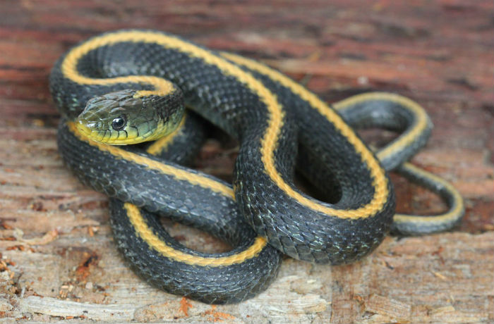 Santa Cruz Garter Snake